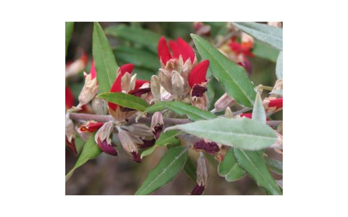 onlineplants